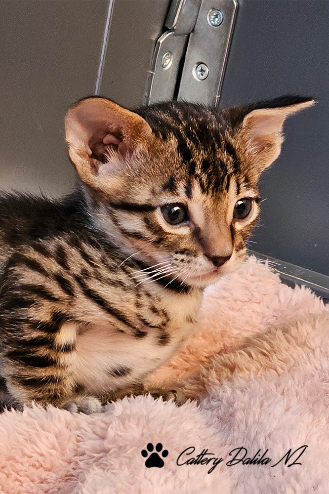 Kittens Cattery Dalila NL